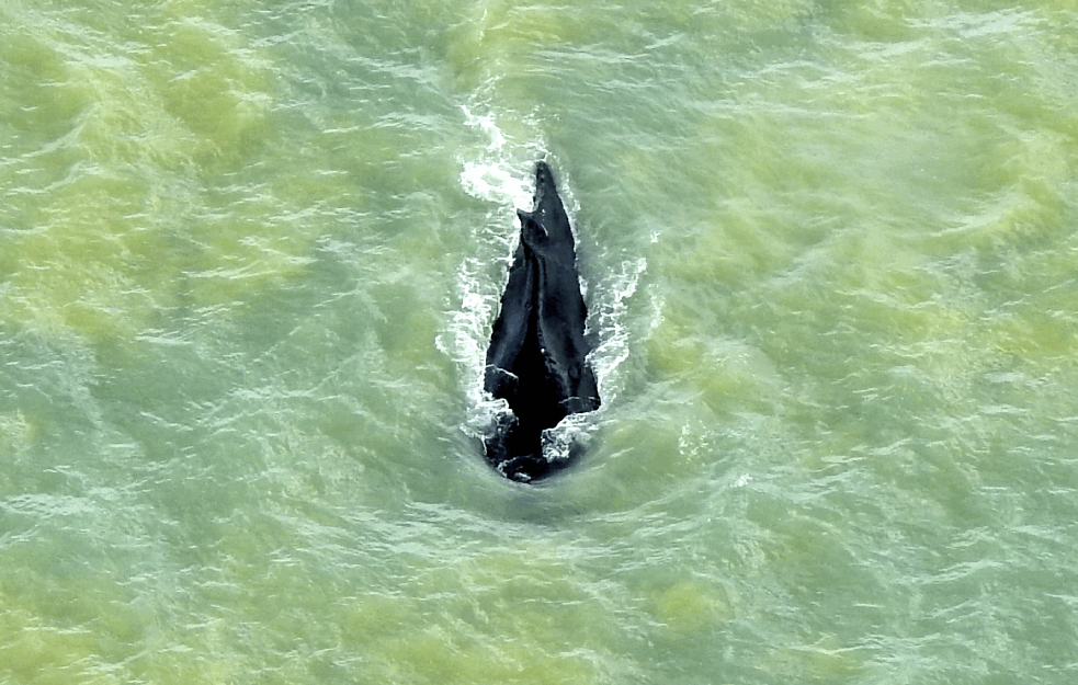 TUŽAN PRIZOR U TASMANIJI: Više stotina kitova nasukano na obalu, na desetine uginulo do sada (VIDEO)